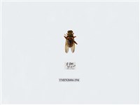 藏品(雙翅目)的圖片